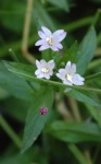 <I>Epilobium parviflorum</I> Schreb.