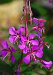 <I>Epilobium angustifolium</I> L. subsp. <I>angustifolium</I>