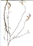 <I>Epilobium brachycarpum</I> C.Presl