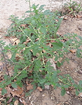 <I>Amaranthus albus</I> L.