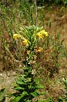 <I>Oenothera parviflora</I> L.