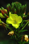 <I>Oenothera glazioviana</I> Micheli 