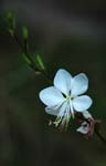 <I>Oenothera lindheimeri</I> (Engelm. & A.Gray) W.L.Wagner & Hoch