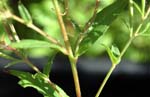 <I>Epilobium tetragonum</I> subsp. <I>lamyi</I> (F.W.Schultz) Nyman