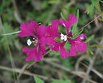 <I>Clarkia pulchella</I> Pursh