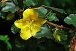 <I>Fremontodendron californium</I> Torr. Coville<br/>