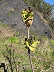 <I>Fraxinus ornus</I> L. subsp. <I>ornus</I>
