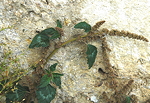 <I>Amaranthus deflexus</I> L.